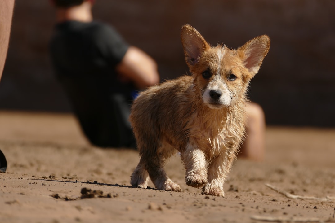 The Adorable Corgi Tail: A Quirky Feature of this Beloved Breed